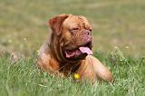 DOGUE DE BORDEAUX 039